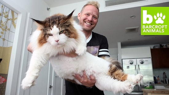 Познакомьтесь с одним из самых крупных котов в мире