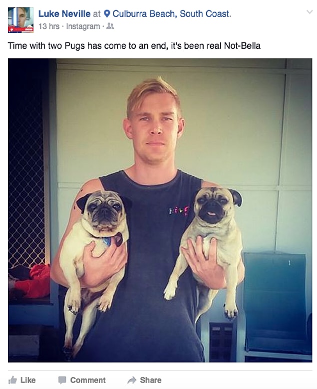 Ertesi sabah Bella-değil'in sahibi gerçekten gelmiş ve Luke'in iki pug'lı günleri sona ermiş!