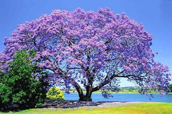 6. Avustralya'nın Queensland eyaletinde "purple panic" diye bir terim var ve bu öğrencilerin ilkbahar sonu ve yaz başı arasındaki dönemde yaşadıkları stresi anlatmak için kullanılıyor.