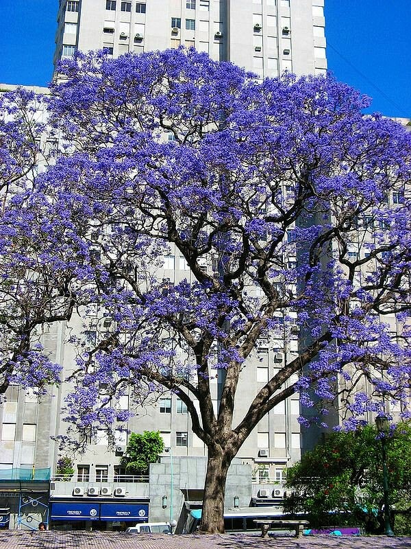 11. Ekim ayı ile birlikte Buenos Aires'i saran doğanın bu şöleni çok uzun süremeyecek ve bu muhteşem ağacın yaprakları bir kaç aya kalmadan sararıp düşecek.