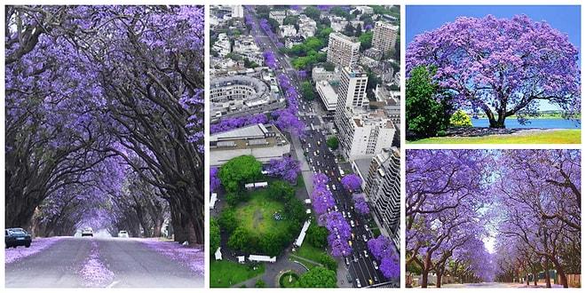 Göz Kamaştırıcı Jakarandalar Çiçek Açtı: Buenos Aires'i Bir de Böyle Görün!