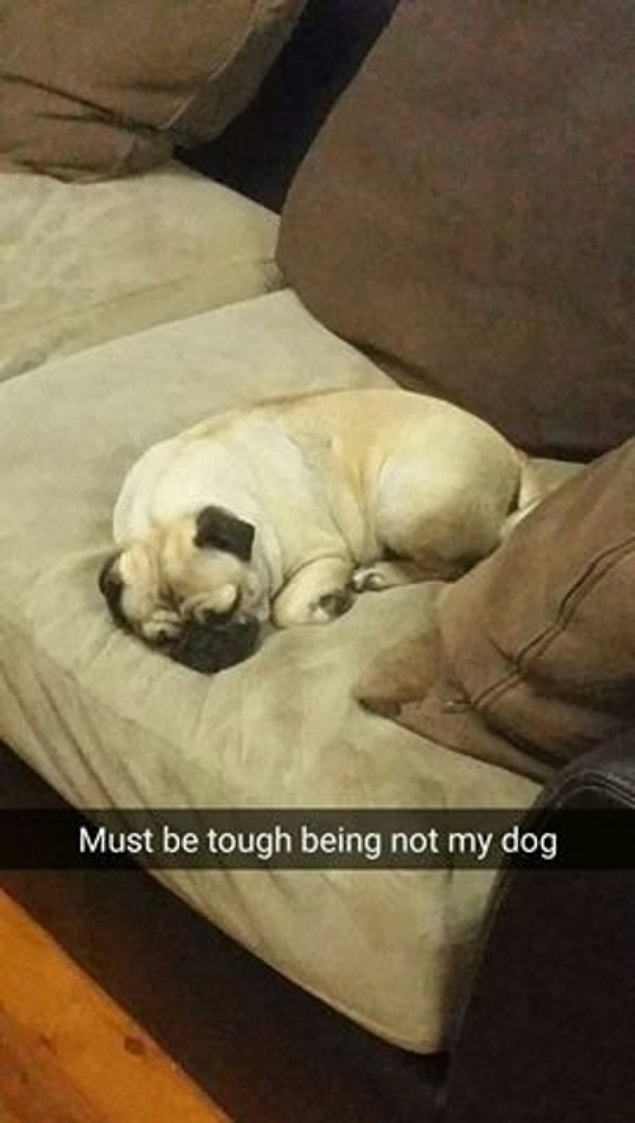 Şaşırıp kalan Luke, pug cinsi bu kızın adını da Bella-değil koyuvermiş. Sonuçta kayıp bir köpek bulunduğu için sevinmiş ama kendi Bella'sı hala ortada yok!