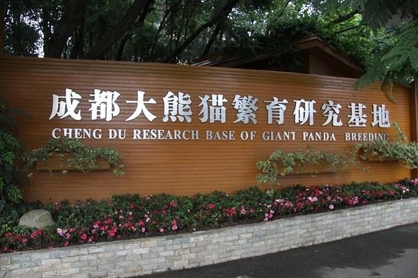 Çengdu Dev Panda Yetiştirme Araştırma Merkezi'nde dev pandayı nesli tükenmekten kurtarmanın en öncelikli ve acil konu olduğunu yazan bir tabela bile bulunyor.