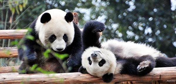 Sebebin bir kısmı biyolojik. Dişi pandalar yılda bir kez doğurganlık dönemine giriyor ve bu süre sadece 24 ile 72 saat kadar sürüyor!