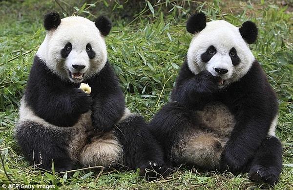 Bunun yanısıra dev pandalar oldukça seçiciler. Yalnızca bir partnerle gerçekten iyi anlaştıkları zaman çiftleşebiliyorlar ve bu pek sık olmuyor.