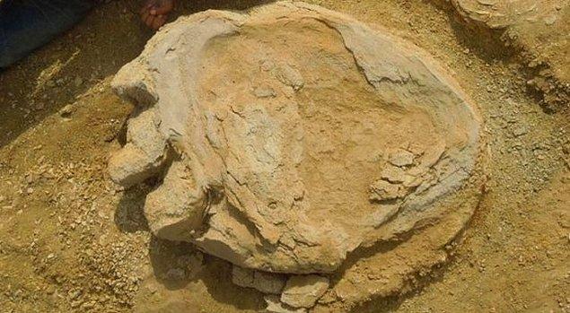 Dinozorların son bulunan kalıntılarından birisi ise bir ayak izi.