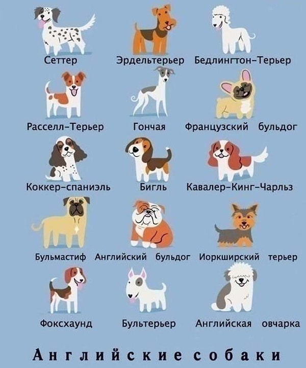 5. Английские