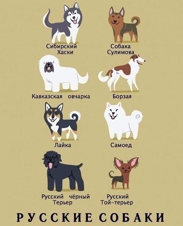 6. Русские