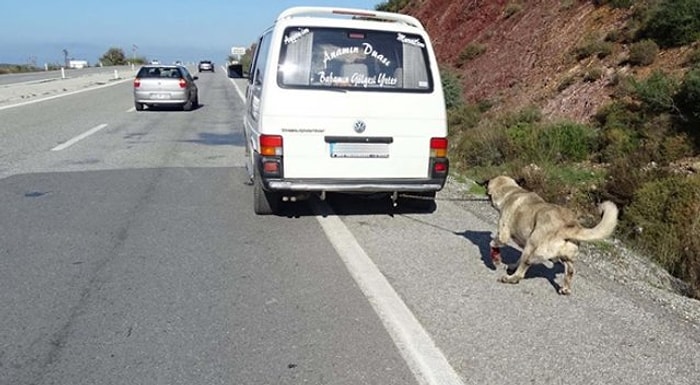 Bu Eziyetin Cezası Sadece 954 Lira...