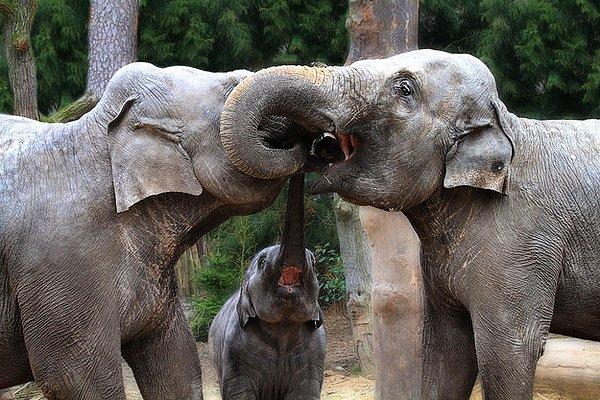 16. Dünyanın en sevimli fil ailesi.