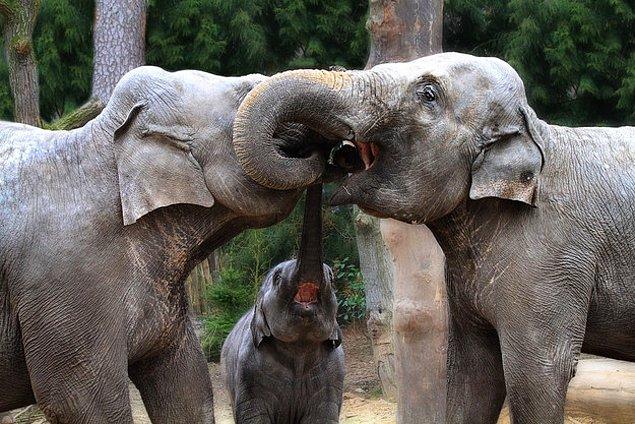 16. Dünyanın en sevimli fil ailesi.