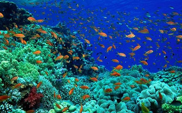 10. Soluduğumuz oksijenin %70'i okyanuslar tarafından üretilir.