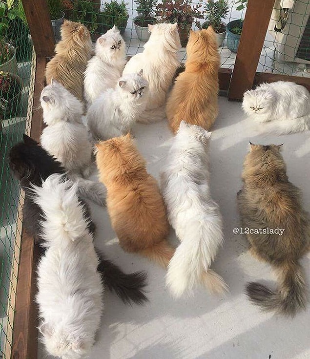 Miniklerin isimleri ise Yuki, Shou, Momo, Yuri, Ai, Bruce...