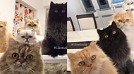 Instagram'ı 12 Minnoş Kedisinin Fotoğrafları ile Doldurup Taşıran Güzel Yürekli Kadın