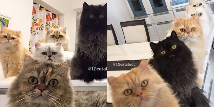 Instagram'ı 12 Minnoş Kedisinin Fotoğrafları ile Doldurup Taşıran Güzel Yürekli Kadın