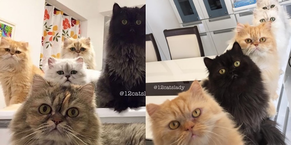 Instagram'ı 12 Minnoş Kedisinin Fotoğrafları ile Doldurup Taşıran Güzel Yürekli Kadın