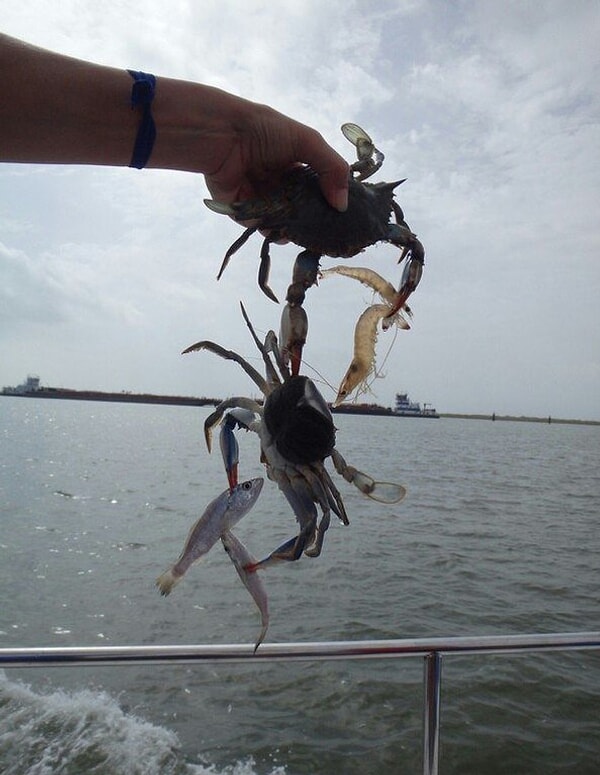 4. Рыбак выловил синего краба, который поймал две креветки и еще одного синего краба с двумя рыбками!