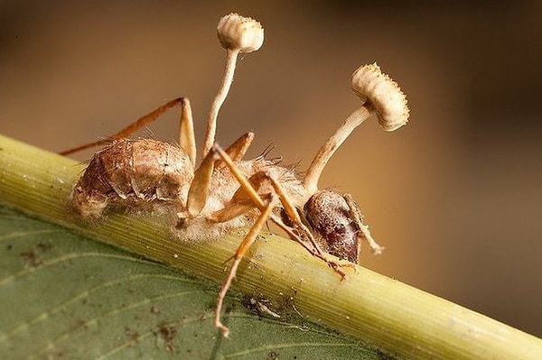 7. Зомбирующий гриб заражает муравья,управляет его мозгом,чтобы найти для себя лучшее место, а затем убивает насекомого.