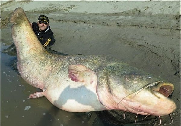 14. Поймали одного из крупнейших сомов Европы. Длина рыбы — 2 метра 70 сантиметров, вес 127 килограммов!