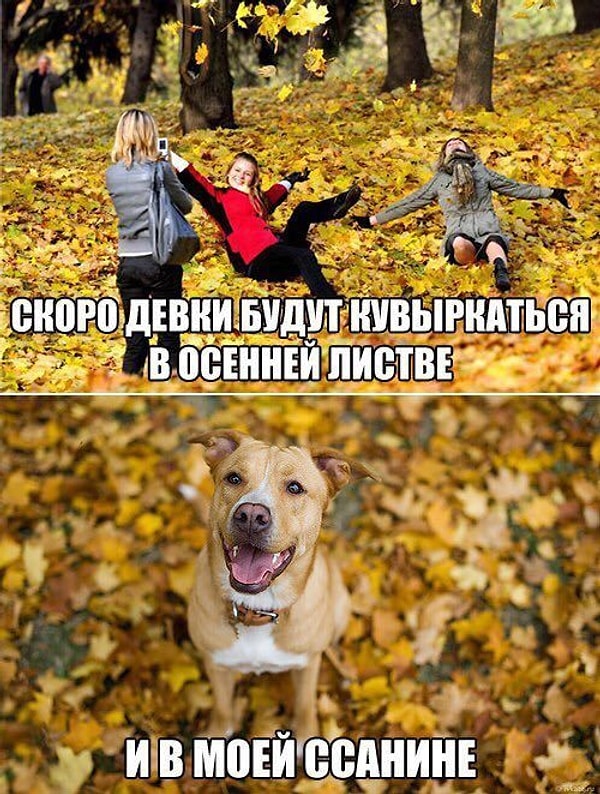 1. Расскажите об этом вашей собачке - порадуйте ее