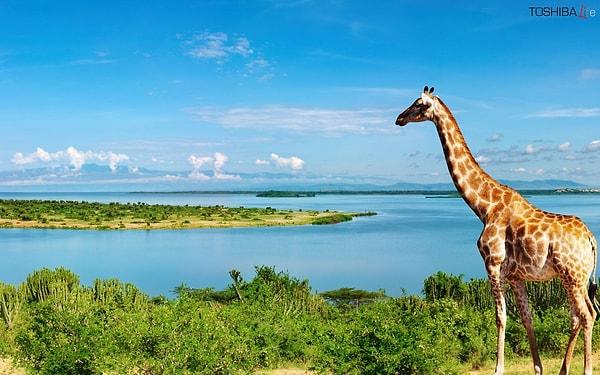 27. Zürafalar su içmeden develerin yaşayabileceğinden daha fazla süre yaşayabilirler.