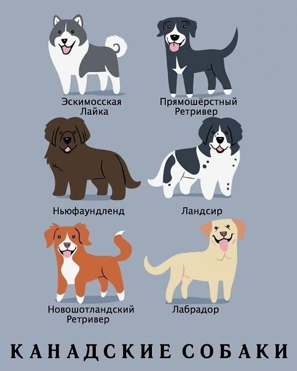 7. Канадские