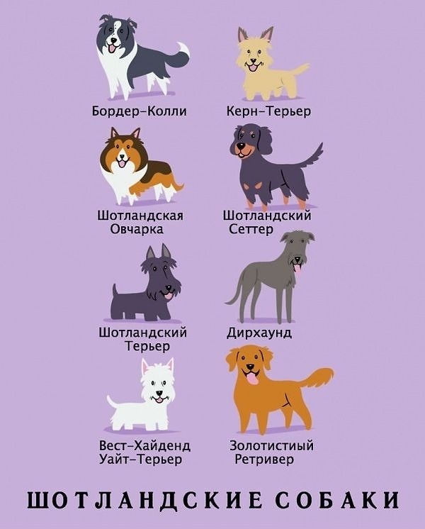 11. Шотландские