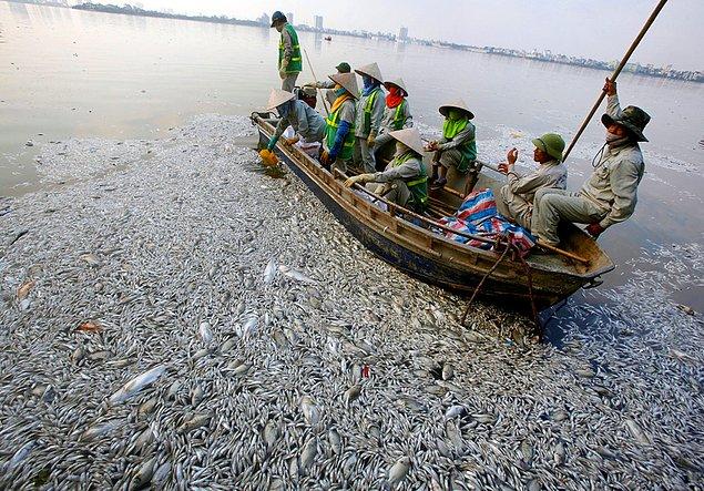 18. Vietnam'ın Hanoi kentinde balıkçılar deniz kirliliğinden zehirlenip ölmüş balıkları topluyorlar.