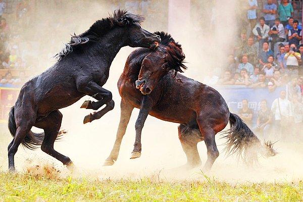 22. Çin Ulusal Günü'nde at dövüşleri yapılıyor. Dövüşlere toplamda 44 at katıldı.