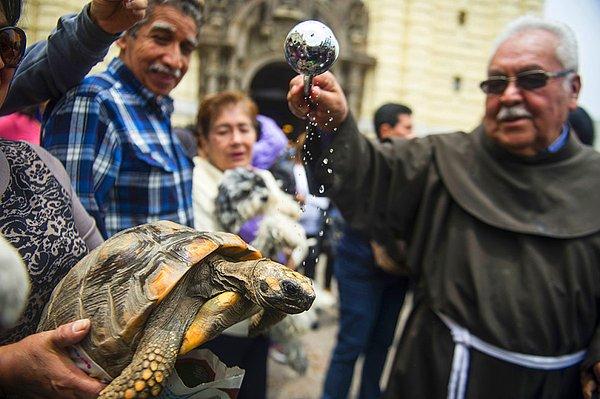 24. Peru'nun başkenti Lima'da bulunan San Francisco Kilisesi'nde düzenlenen toplu ayinde hayvanlar da kutsandı.