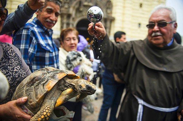 24. Peru'nun başkenti Lima'da bulunan San Francisco Kilisesi'nde düzenlenen toplu ayinde hayvanlar da kutsandı.