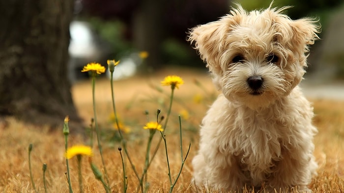 Rusya'da Köpeklere Özel 'Facebook' Geliyor