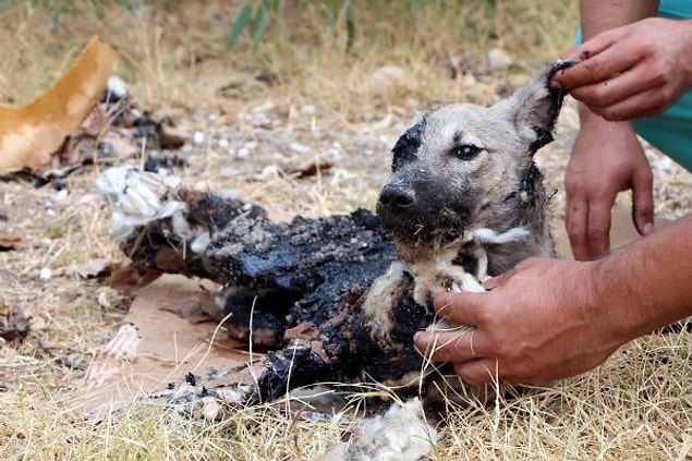 Barınaktaki görevliler sol göz ve kulağı bile zifte bulanmış köpeğin üzerindeki büyük parçaları elleriyle temizledi