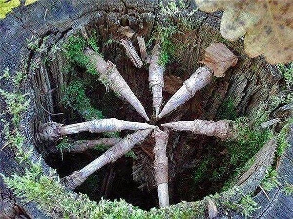 16. Так выглядит ель изнутри. Её ветви словно вбиты в ствол.