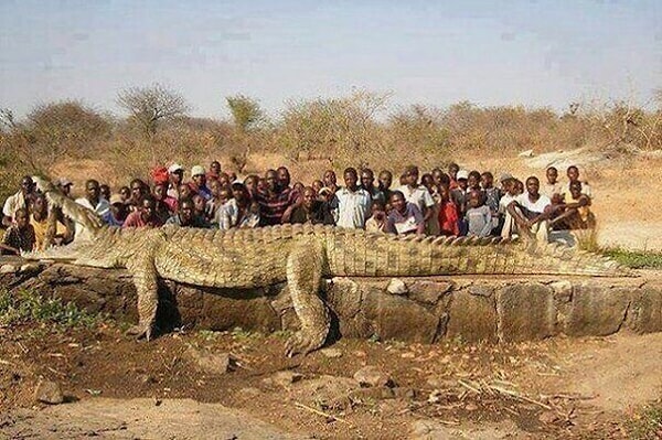 3. В деревне на реке Нигер стали пропадать люди. В результате армия поймала крокодила ростом 7 м и весом 1200 кг.