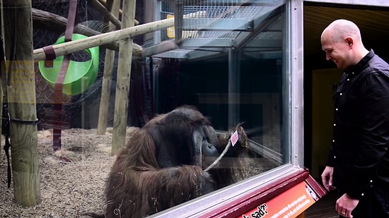 Başarılı İllüzyonistten Orangutanın Kafasını Karıştıran Kart Hilesi