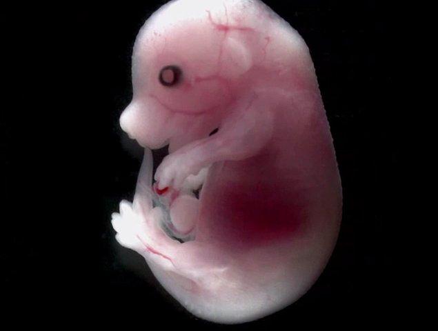 Deney yürütülürken, floresanla işaretlenmiş kalsiyum fare embriyolarına verilmiş.