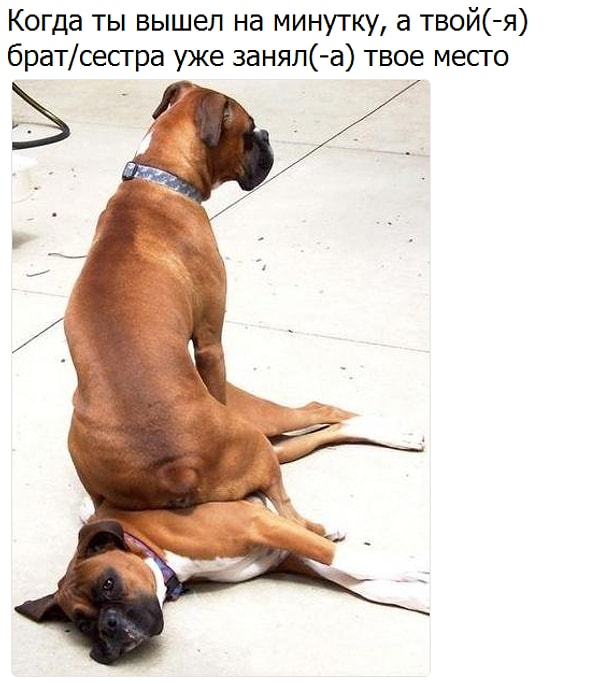 3. Это моя территория!