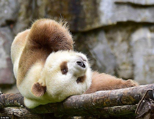 Qizai iki yıldır Foping Panda Vadisi'nde yaşıyor, bundan daha önce ise Şensi Nadir Vahşi Yaşamı Kurtarma Alanı'nda yaşıyordu.