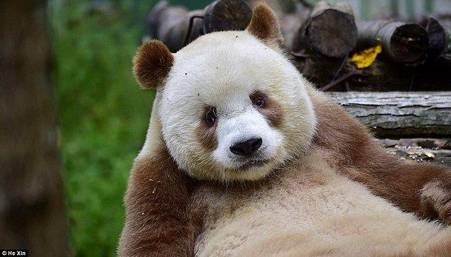 Çin'deki panda uzmanları aslında Qizai'nin bu renginin sebebini henüz bulmuş değiller.