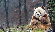 Panda Olunca Siyah Beyazsın Sanıyorlar! İşte Size Dünya'nın Tek Kahverengi Pandası: Qizai