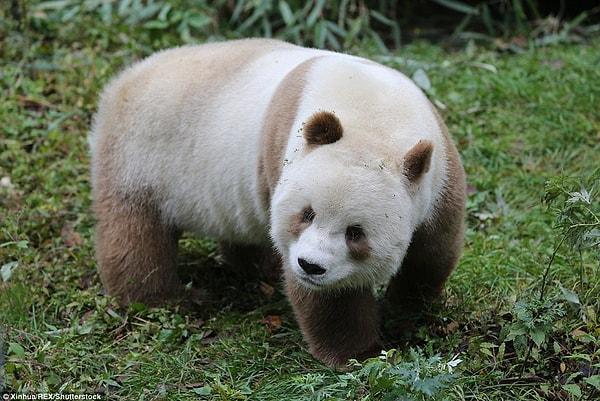 'Şensi'deki pandaların tüyleri Siçuan'a göre daha açık renkli oluyor,' diyor He Xin.
