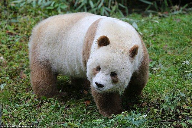 'Şensi'deki pandaların tüyleri Siçuan'a göre daha açık renkli oluyor,' diyor He Xin.