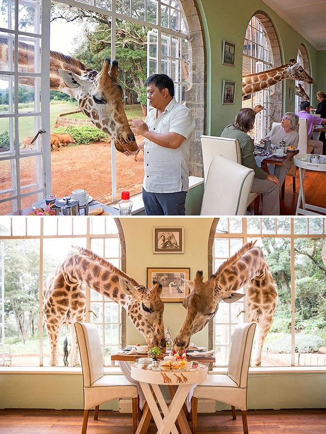 Zürafa Köşkü - Langata, Kenya