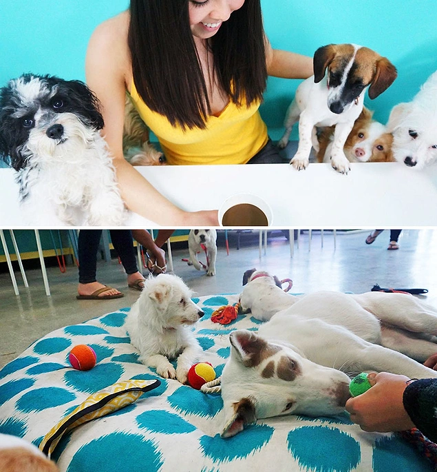 Dog Cafe - Los Angles, Amerika