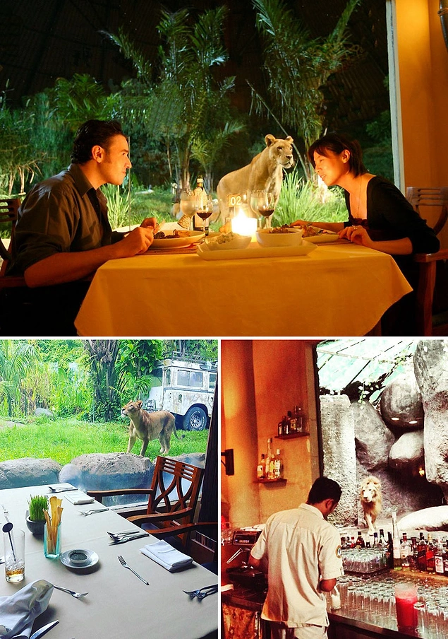 Tsavo Lion Restoran, Bali