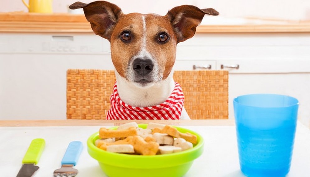 Canımızdan Çok Sevdiğimiz Köpek Dostlarımıza Evde Hazırlayabileceğimiz 11 Mama Tarifi