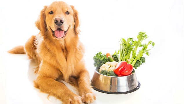4. Bebek mamalarını da köpek maması için kullanabilirsiniz.