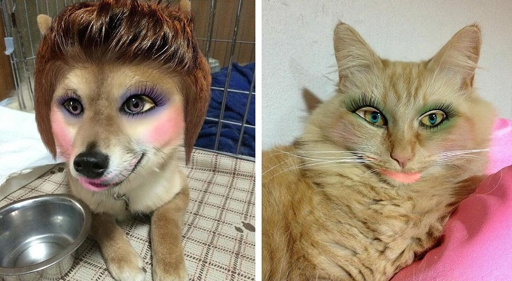 Домашние питомцы и макияж - новый странный японский тренд