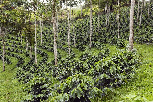 4. Сельское хозяйство